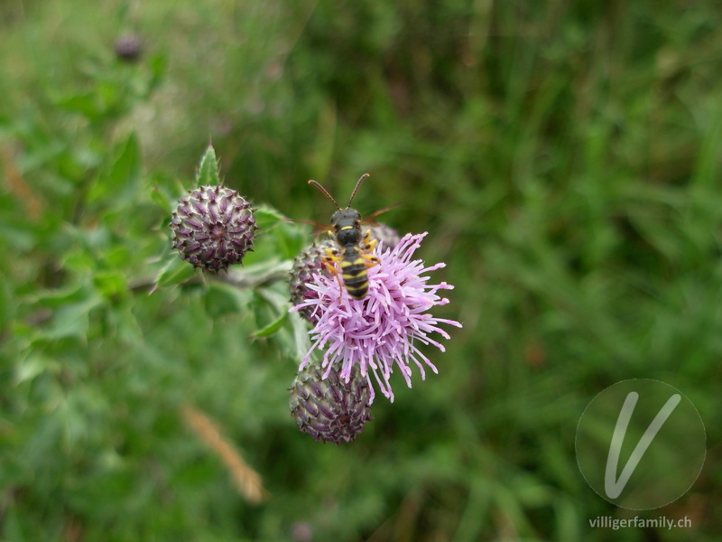 Harzbienen-Kuckucsbiene: Übersicht